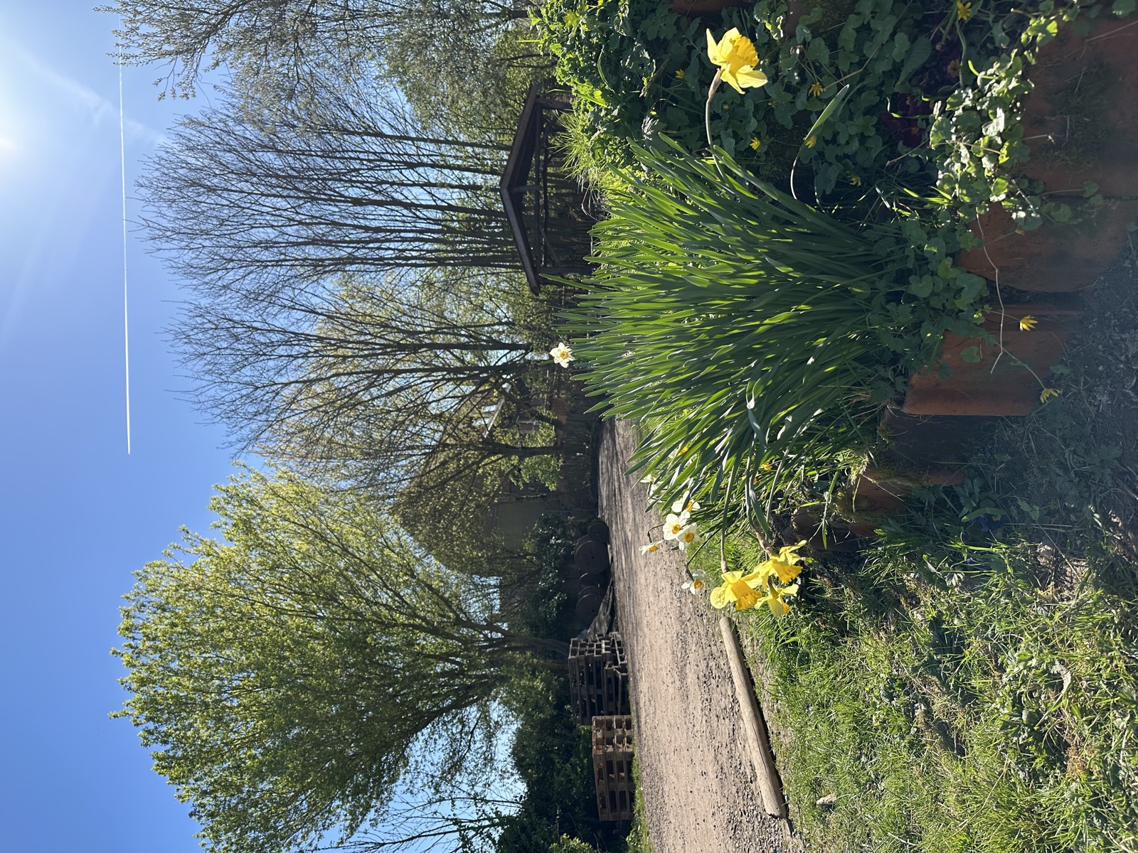 L'allée bordée de jonquilles, sous un ciel bleu